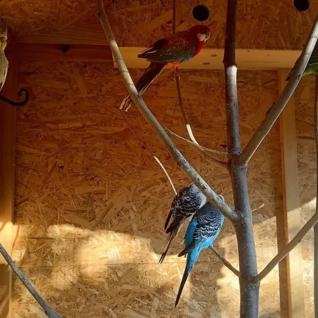 Z Goralska Dusza Sleboda Feriegård *